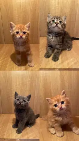 Borongan bsh mix persia