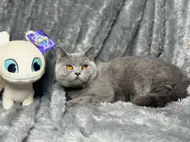 BSH Betina Ped WCF Blue Solid Female