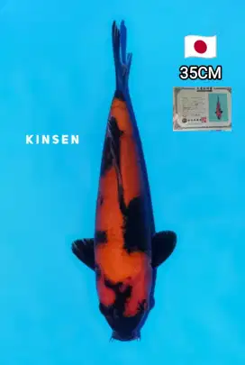 Ikan Koi Hi Utsuri Import Shinoda Bersertifikat 35cm Berpunuk HQ