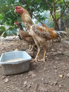 Ayam jago silangan Shamo zuchter dengan Aseel Parrot super big mantap