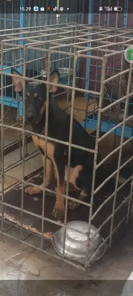 HERDER VS MALINOIS MIX