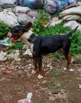 ANJING BULLTERIER JANTAN STAMBUM