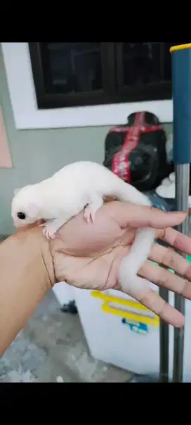 Sugar glider leu/ leucistic het ruby jinak, anteng Nego