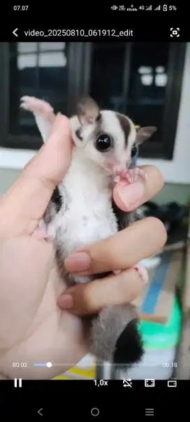 Sugar glider gray het ruby jinak, karakter anteng Nego