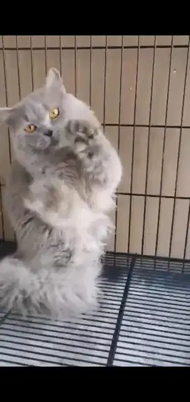 Kucing bsh jantan birahi