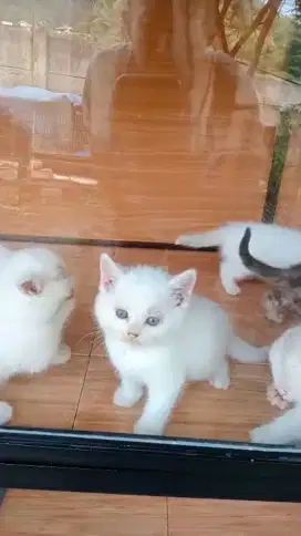 Kitten British short hair