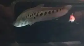 Ikan good marking