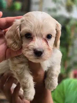 MALTIPO puppy JANTAN