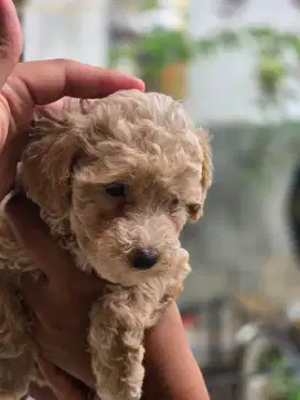 MALTIPO puppy betina