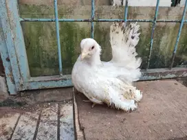 Ayam Kate Super Duper Ceper Ngesot
