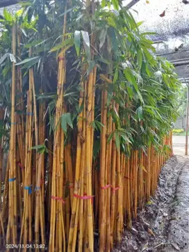 Jual bambu panda kuning