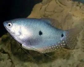 Ikan hias sepat