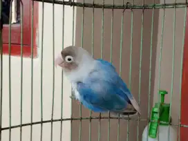 Love bird warna biru