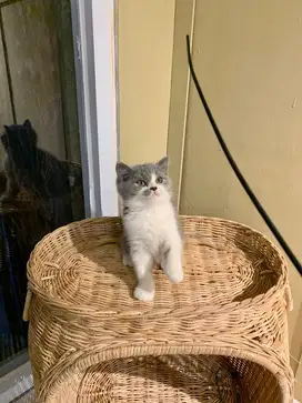 British short hair kitten bsh super gembul