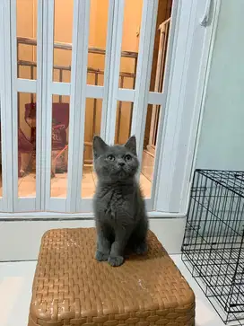 British short hair kitten blue solid