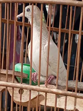 Perkutut putih suara enak didengar