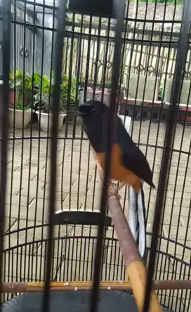 Burung murai gacor