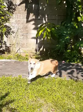 Corgi betina stambn, sehat, lincah.