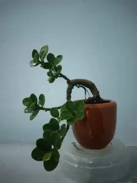 Bonsai Mini Dolar Micro