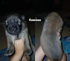 Puppiessss husky
