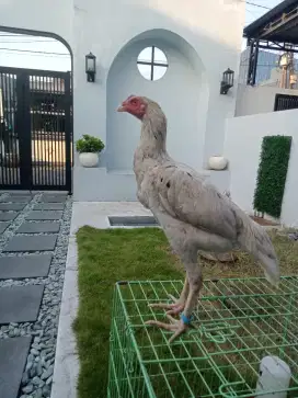 ayam Shamo putih