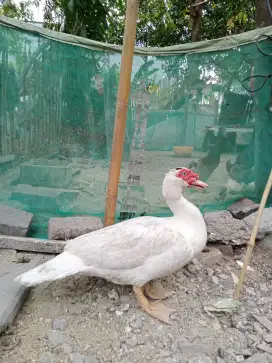 bebek jumbo berkualitas