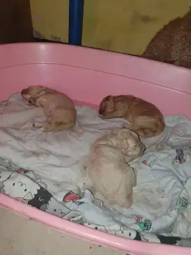 3 poodle borongan