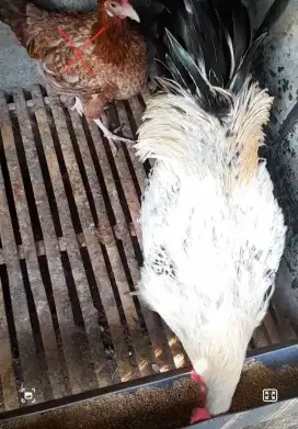 Ayam kampung elba jantan