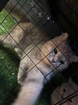 BSH silver betina