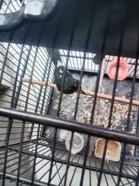 Muray betina blorok siap di ternak