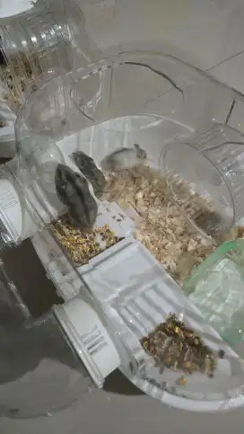 Hamster gratis, give away karena beranak