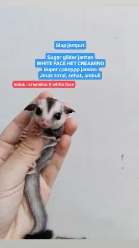 Sugar glider white face het creamino