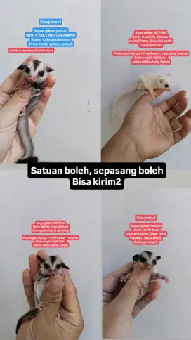 Landak mini sugar glider albino leucistic mozaic hamster tikus mencit