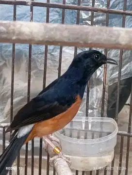 Murai batu ternakan