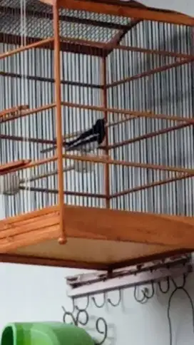 Burung kacer poci gacor