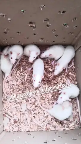 Tikus putih rat wistar mencit swiss