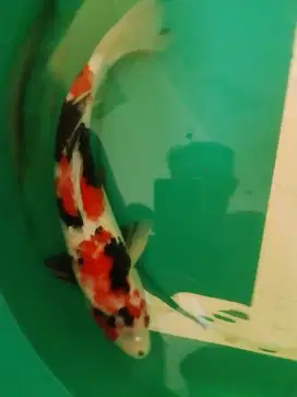 Ikan koi jenis Showa 36cm HQ