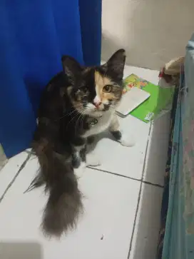 Jual kucing persia dan kampung