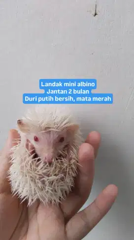 Landak mini albino Champagne sp