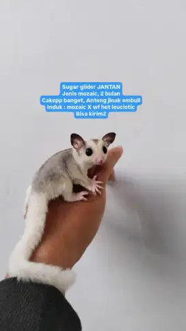 Sugar glider sg mozaic jantan cakep jinak