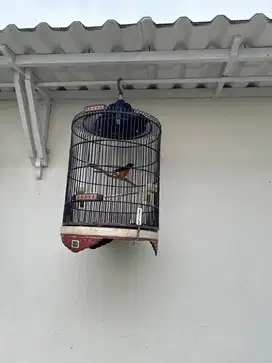Burung Murai dengan kandangnya