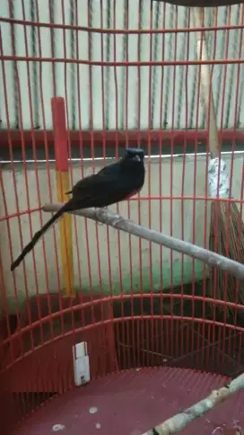 Burung Murai Batu Full set + kerodong