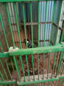 Jual burung glatik purtotal .bunyi
