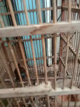 Jual burung tepus abus