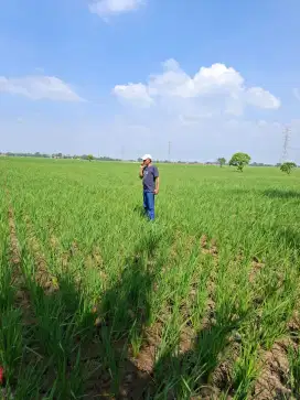 Jual Lahan Sawah Produktif