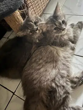 PERSIA JANTAN,LONGHAIR