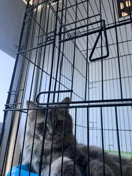 Adopsi kucing persia himalaya