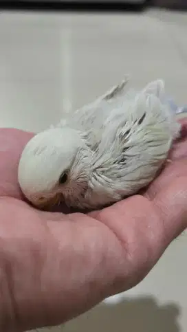 Burung LOVEBIRD NK ready lagi. Warna pale chremino mix vio