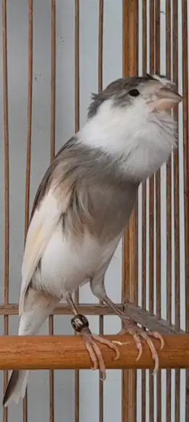 BURUNG KENARI PANDA CAKEP GACOR