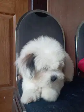 Anakan shitzu dan husky